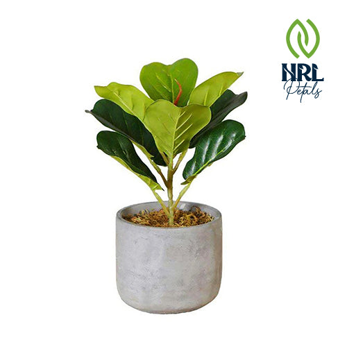 NRL Petals - PANUCO POTTED FAUX FIDDLE PLANT