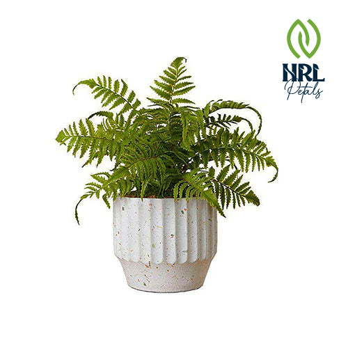 NRL Petals - KUWU POTTED FAUX FERN