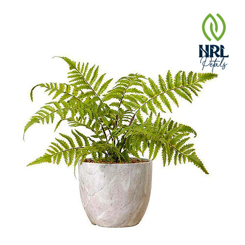 NRL Petals - BERA POTTED FAUX FERN