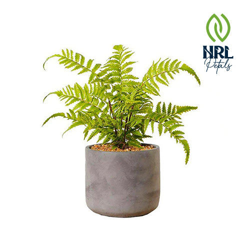 NRL Petals - KUTA POTTED FAUX FERN