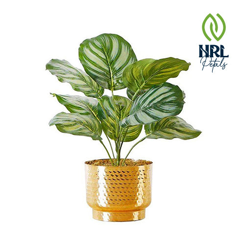 NRL Petals - CALATHEA FAUX POTTED PLANT