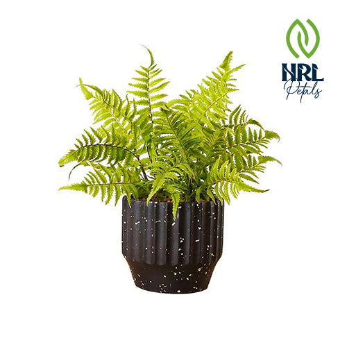 NRL Petals - JULA POTTED FAUX FERN